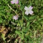 Epilobium montanumLorea