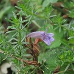 Phelipanche purpurea Fula