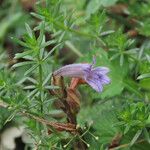 Phelipanche purpurea Flower