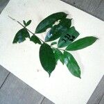 Lacmellea aculeata List