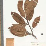 Pouteria campanulata Листок