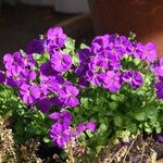 Aubrieta deltoidea 整株植物