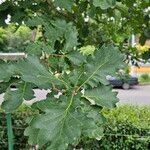 Quercus petraea Blatt