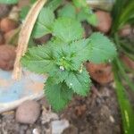 Stemodia verticillata Blatt