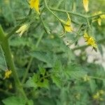 Solanum pimpinellifolium Fiore