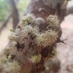 Plinia cauliflora Kvet
