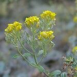 Alyssum argenteum Cvet