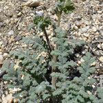 Phacelia affinis موطن