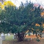 Taxus brevifolia Habitus