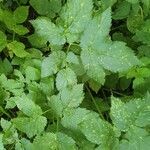 Aegopodium podagrariaFulla