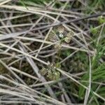 Teesdalia coronopifolia Flor