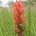 Disa roeperocharoides Flower