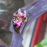Tradescantia pallida Květ