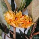 Sparattosyce dioica Flor