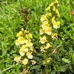 Pedicularis ascendens Flower