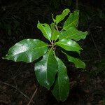 Terminalia guyanensis Övriga