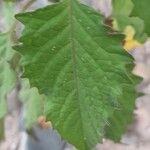 Solanum fiebrigii Лист
