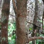 Erythroxylum laurifolium Bark