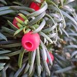 Taxus baccataФрукт