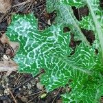 Silybum marianum List