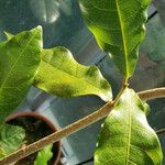 Petrea volubilis Leaf