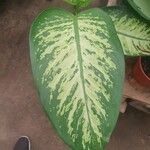 Dieffenbachia seguine (Jacq.) SchottLeaf