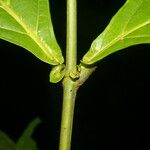 Miconia appendiculata Ŝelo
