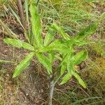 Dracunculus vulgaris Feuille