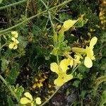 Brassica montana Habitatea