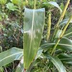 Sorghum bicolor Leaf