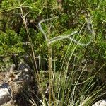 Stipa pennata Vekstform