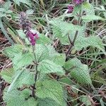 Stachys sylvatica Habit