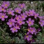 Primula angustifolia Staniste