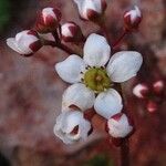 Micranthes californica Flor