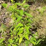Lycopus uniflorus Leaf