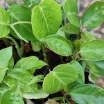 Passiflora ligularis Blatt