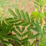 Vachellia xanthophloea पत्ता