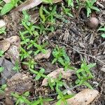 Oldenlandia corymbosa Листок