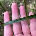 Scirpus cyperinus Leaf