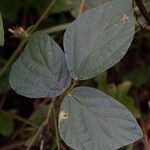 Calopogonium mucunoides Leaf