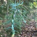 Juniperus oxycedrus Leaf