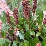 Salix petrophila 整株植物