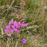 Epilobium angustifolium Λουλούδι