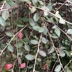 Cotoneaster franchetii পাতা