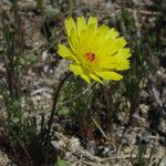 Malacothrix glabrata Flower