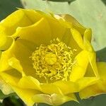 Opuntia stricta Flower