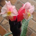 Costus guanaiensis Fleur