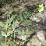 Helianthemum oelandicum Habitat