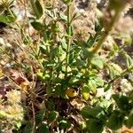 Micromeria nervosa Hoja