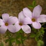 Oxalis lasiorhiza